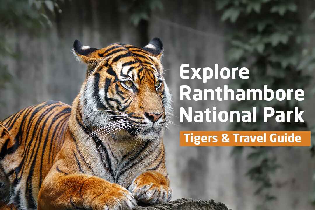 Explore Ranthambore National Park: Tigers & Travel Guide